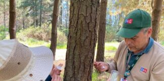 SAG Biobío libera controlares biológicos de Pissodes castaneus SAG Biobío libera controlares biológicos de Pissodes castaneus