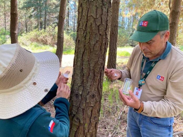 SAG Biobío libera controlares biológicos de Pissodes castaneus SAG Biobío libera controlares biológicos de Pissodes castaneus
