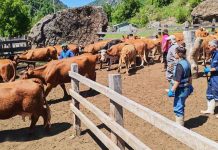 SAG Ñuble realiza lanzamiento de veranadas