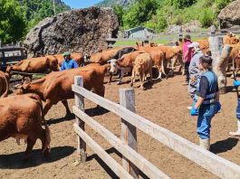 SAG Ñuble realiza lanzamiento de veranadas