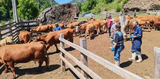 SAG Ñuble realiza lanzamiento de veranadas