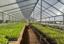 SAG llama a realizar la declaración anual de Hortalizas