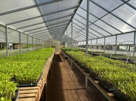 SAG llama a realizar la declaración anual de Hortalizas