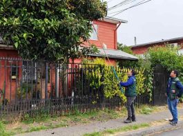 SAG realiza vigilancia de mosca de la fruta en la Región de Ñuble.