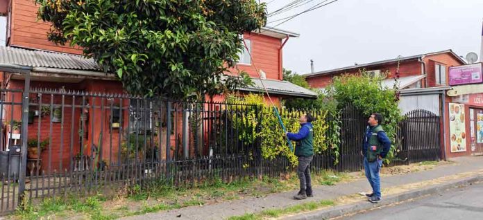 SAG realiza vigilancia de mosca de la fruta en la Región de Ñuble.