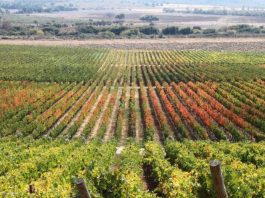 SNA y Pensar Agro articulan una hoja de ruta común para fortalecer al sector agrícola