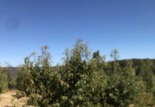 Sectores de Codpa logran la erradicación de la Mosca de la Fruta