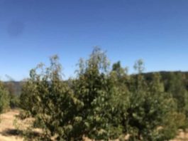 Sectores de Codpa logran la erradicación de la Mosca de la Fruta