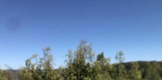 Sectores de Codpa logran la erradicación de la Mosca de la Fruta