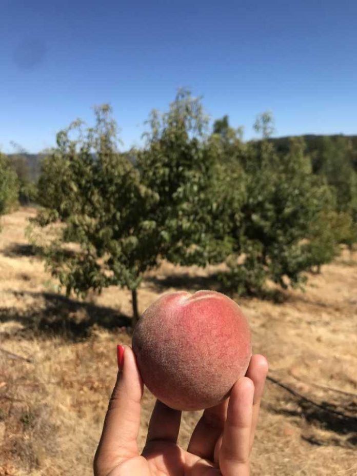 Sectores de Codpa logran la erradicación de la Mosca de la Fruta Sectores de Codpa logran la erradicación de la Mosca de la Fruta