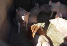 Segundo Tribunal Ambiental permite que plantel porcino de Coexca presente un programa de cumplimiento para análisis de la Superintendencia del Medio Ambiente Segundo Tribunal Ambiental permite que plantel porcino de Coexca presente un programa de cumplimiento para análisis de la Superintendencia del Medio Ambiente