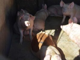 Segundo Tribunal Ambiental permite que plantel porcino de Coexca presente un programa de cumplimiento para análisis de la Superintendencia del Medio Ambiente