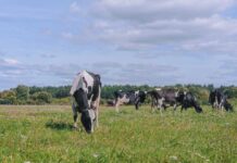 Seminario internacional destacó estrategias de mitigación ambiental en sistemas lecheros basados en pastoreo