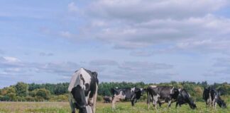 Seminario internacional destacó estrategias de mitigación ambiental en sistemas lecheros basados en pastoreo Seminario internacional destacó estrategias de mitigación ambiental en sistemas lecheros basados en pastoreo