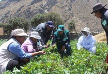 Senasa aprobó la creación del Sello de Buenas Prácticas Agrícola