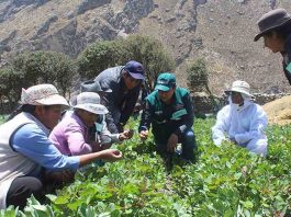 Perú | Senasa aprobó la creación del Sello de Buenas Prácticas Agrícola Senasa aprobó la creación del Sello de Buenas Prácticas Agrícola