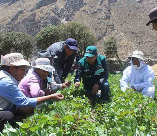 Perú | Senasa aprobó la creación del Sello de Buenas Prácticas Agrícola Senasa aprobó la creación del Sello de Buenas Prácticas Agrícola