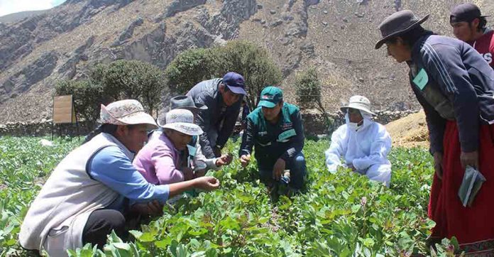 Senasa aprobó la creación del Sello de Buenas Prácticas Agrícola