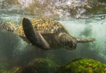 Serie documental chilena muestra cómo la ciencia y la cultura se unen para proteger a las tortugas de Rapa Nui
