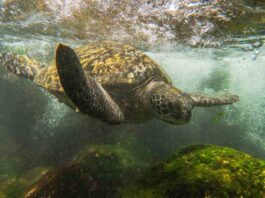 Serie documental chilena muestra cómo la ciencia y la cultura se unen para proteger a las tortugas de Rapa Nui