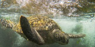 Serie documental chilena muestra cómo la ciencia y la cultura se unen para proteger a las tortugas de Rapa Nui