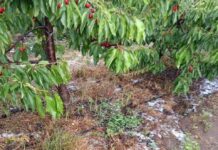 Situación crítica para las cerezas tras sistema frontal irregular