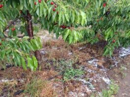 Principal amenaza es Botrytis. Precauciones para la cereza tras lluvias, en un año de alta presión de hongos