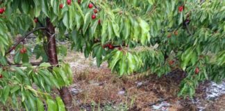 Principal amenaza es Botrytis. Precauciones para la cereza tras lluvias, en un año de alta presión de hongos
