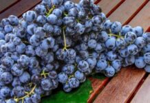 Sudáfrica prevé una temporada récord de uva de mesa con 79,4 millones de cajas Sudáfrica prevé una temporada récord de uva de mesa con 79,4 millones de cajas