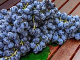 Sudáfrica prevé una temporada récord de uva de mesa con 79,4 millones de cajas Sudáfrica prevé una temporada récord de uva de mesa con 79,4 millones de cajas