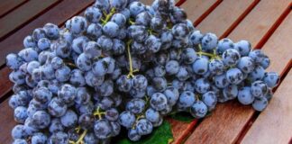 Sudáfrica prevé una temporada récord de uva de mesa con 79,4 millones de cajas Sudáfrica prevé una temporada récord de uva de mesa con 79,4 millones de cajas