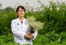 EEUU | Tidestromia oblongifolia, consejos para cultivar alimentos en condiciones de calor extremo