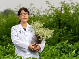 EEUU | Tidestromia oblongifolia, consejos para cultivar alimentos en condiciones de calor extremo