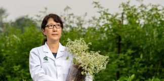 EEUU | Tidestromia oblongifolia, consejos para cultivar alimentos en condiciones de calor extremo