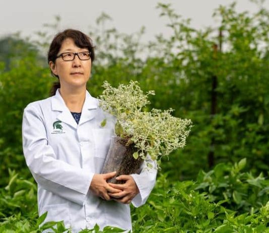 EEUU | Tidestromia oblongifolia, consejos para cultivar alimentos en condiciones de calor extremo