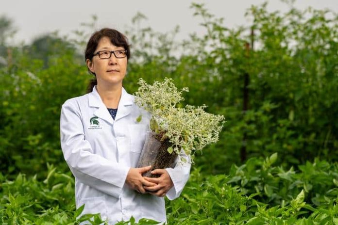 EEUU | Tidestromia oblongifolia, consejos para cultivar alimentos en condiciones de calor extremo