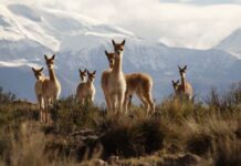 Todo listo para el segundo chaku tradicional aymara para arreo y esquila de vicuñas