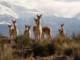 Todo listo para el segundo chaku tradicional aymara para arreo y esquila de vicuñas