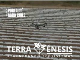 Transformación Agrícola en México: Plantación de Pimentón Orgánico con Destino a California Entra en Fase Clave con Innovación en Nanopartículas