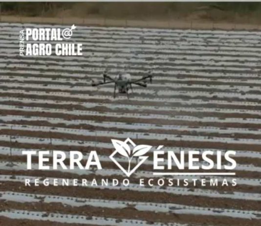 Transformación Agrícola en México: Plantación de Pimentón Orgánico con Destino a California Entra en Fase Clave con Innovación en Nanopartículas