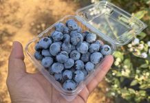 Tropical Blue marca el ritmo en España y Marruecos