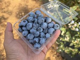 Tropical Blue marca el ritmo en España y Marruecos