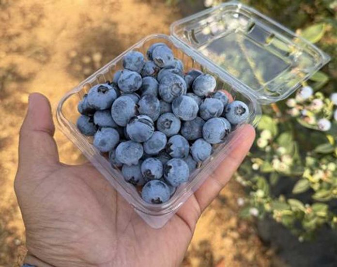 Tropical Blue marca el ritmo en España y Marruecos