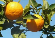 Una aplicación de inteligencia artificial para la detección precoz de enfermedades en naranjos