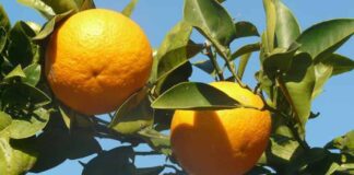 Una aplicación de inteligencia artificial para la detección precoz de enfermedades en naranjos