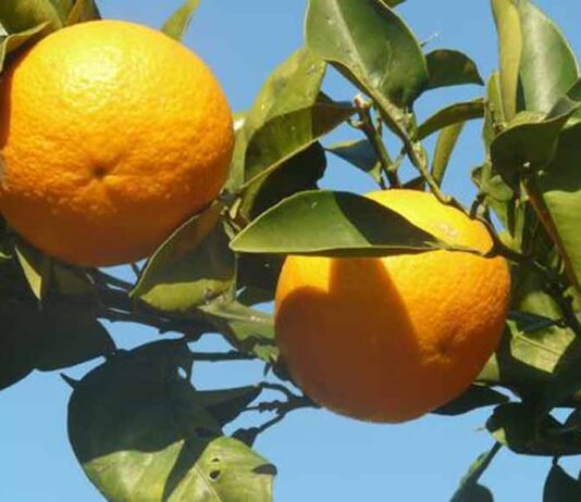 Una aplicación de inteligencia artificial para la detección precoz de enfermedades en naranjos