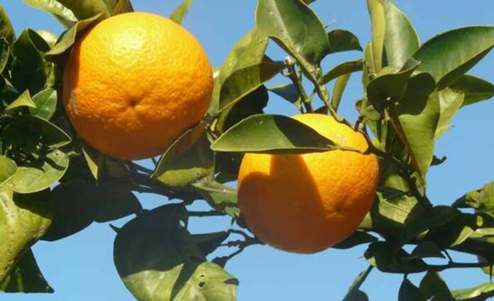 Una aplicación de inteligencia artificial para la detección precoz de enfermedades en naranjos