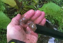 Una técnica agrícola que optimiza la productividad del riego Una técnica agrícola que optimiza la productividad del riego