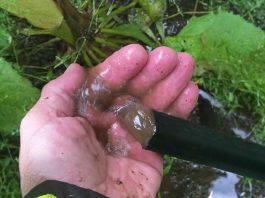 Una técnica agrícola que optimiza la productividad del riego Una técnica agrícola que optimiza la productividad del riego