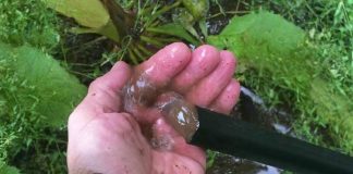 Una técnica agrícola que optimiza la productividad del riego